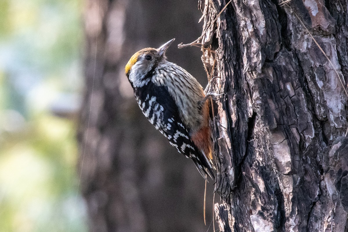 Brown-fronted Woodpecker - ML302019071