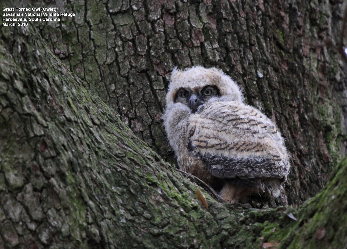 Great Horned Owl - ML30202001