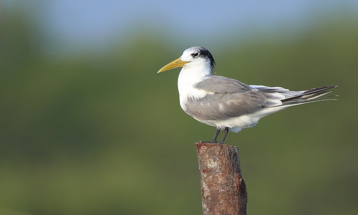 Great Crested Tern - Albin Jacob