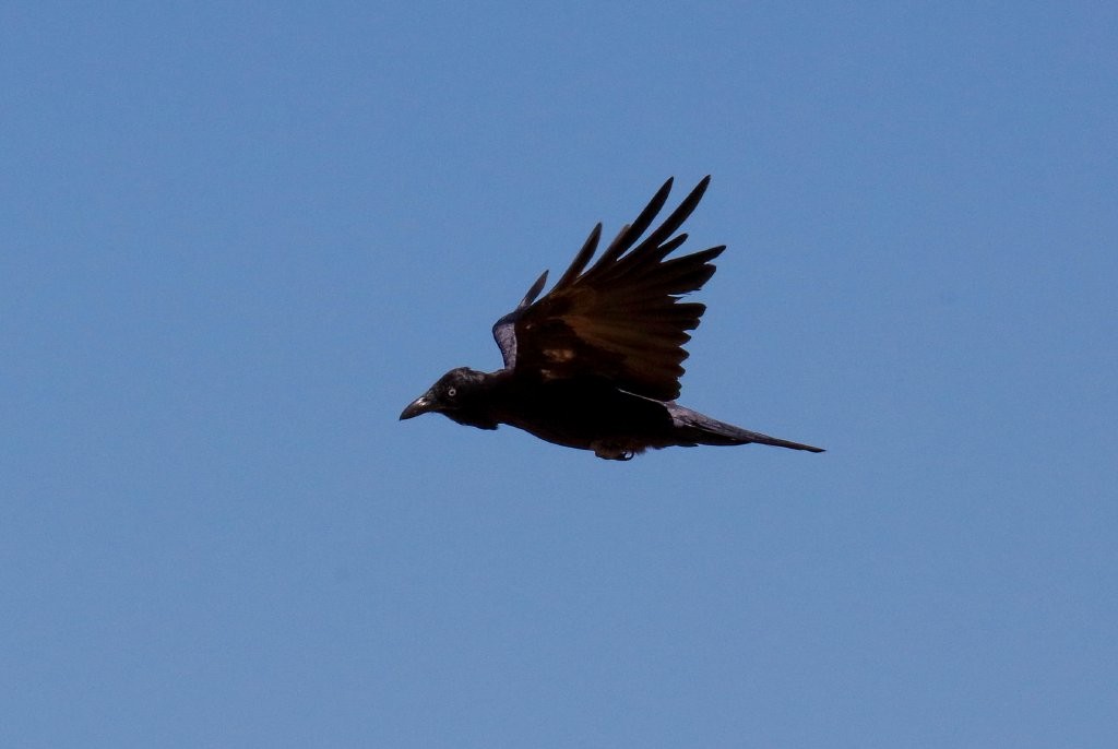 Australian Raven - ML302023431