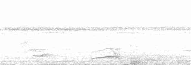 Bändernachtschwalbe - ML302025071