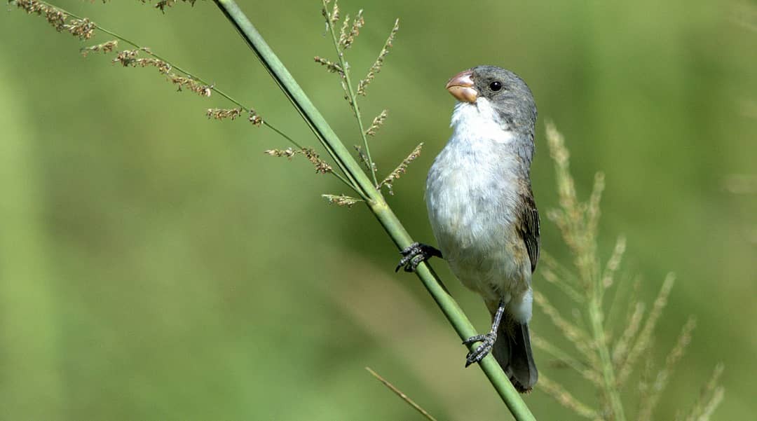 White-bellied Seedeater - ML302025081