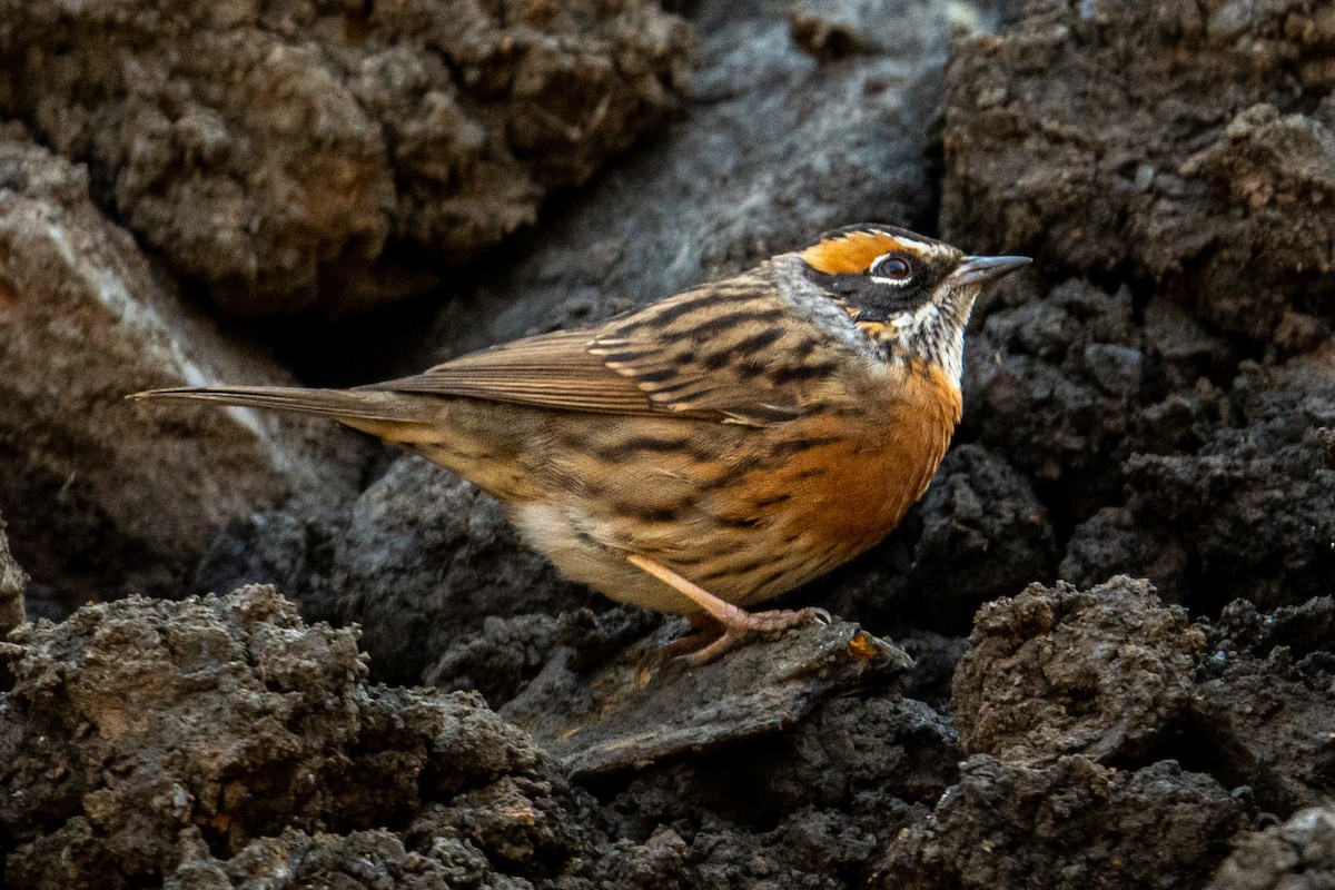 Rufous-breasted Accentor - ML302025651