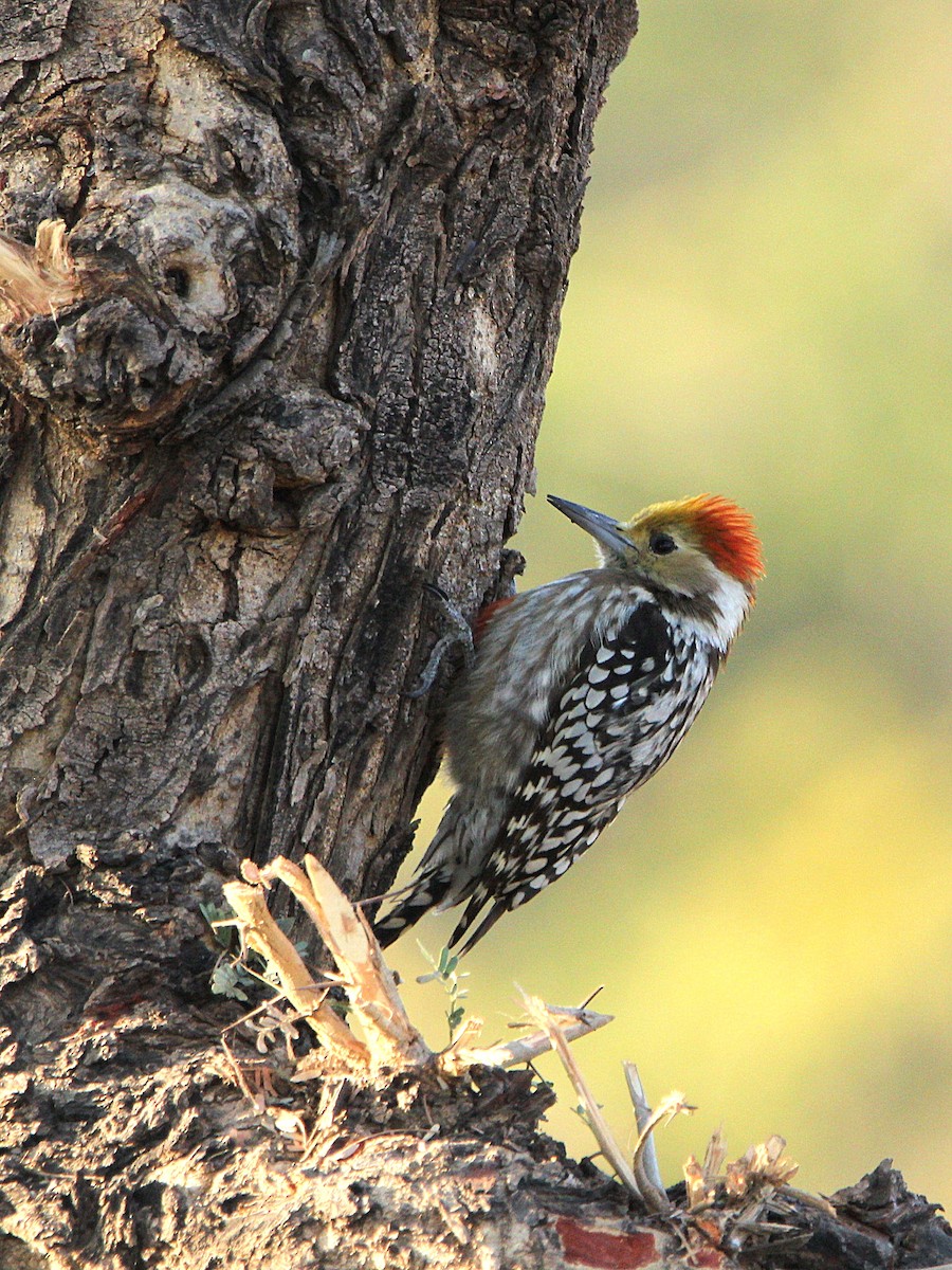 Yellow-crowned Woodpecker - ML302027111