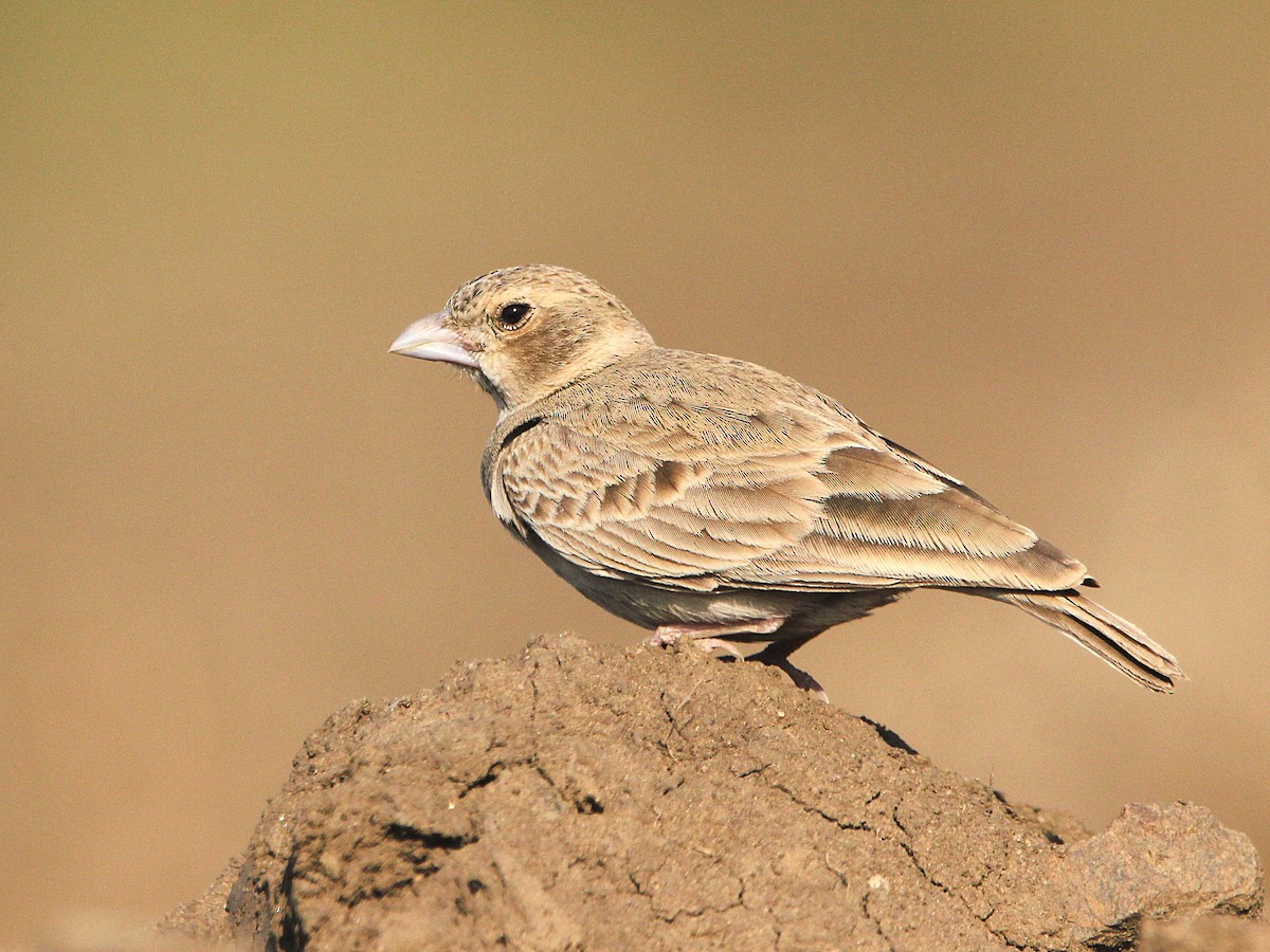 Ashy-crowned Sparrow-Lark - ML302027131