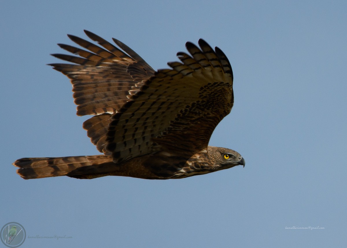 Changeable Hawk-Eagle (Crested) - ML302027501