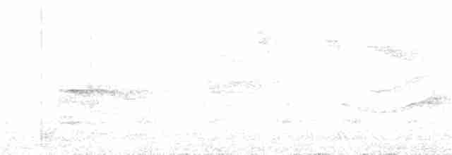 Myrmidon à queue blanche - ML302030601