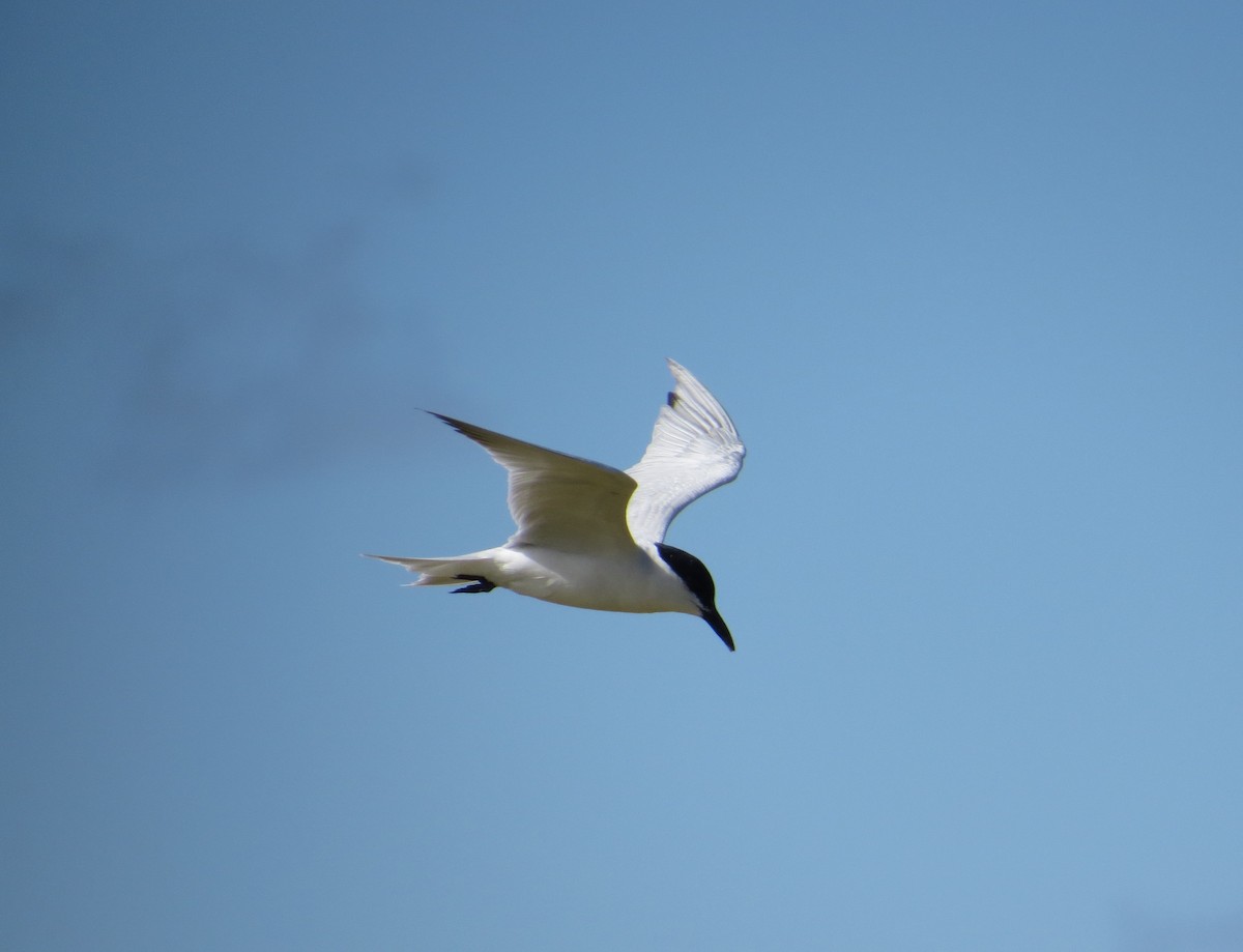 Gull-billed Tern - ML30203161