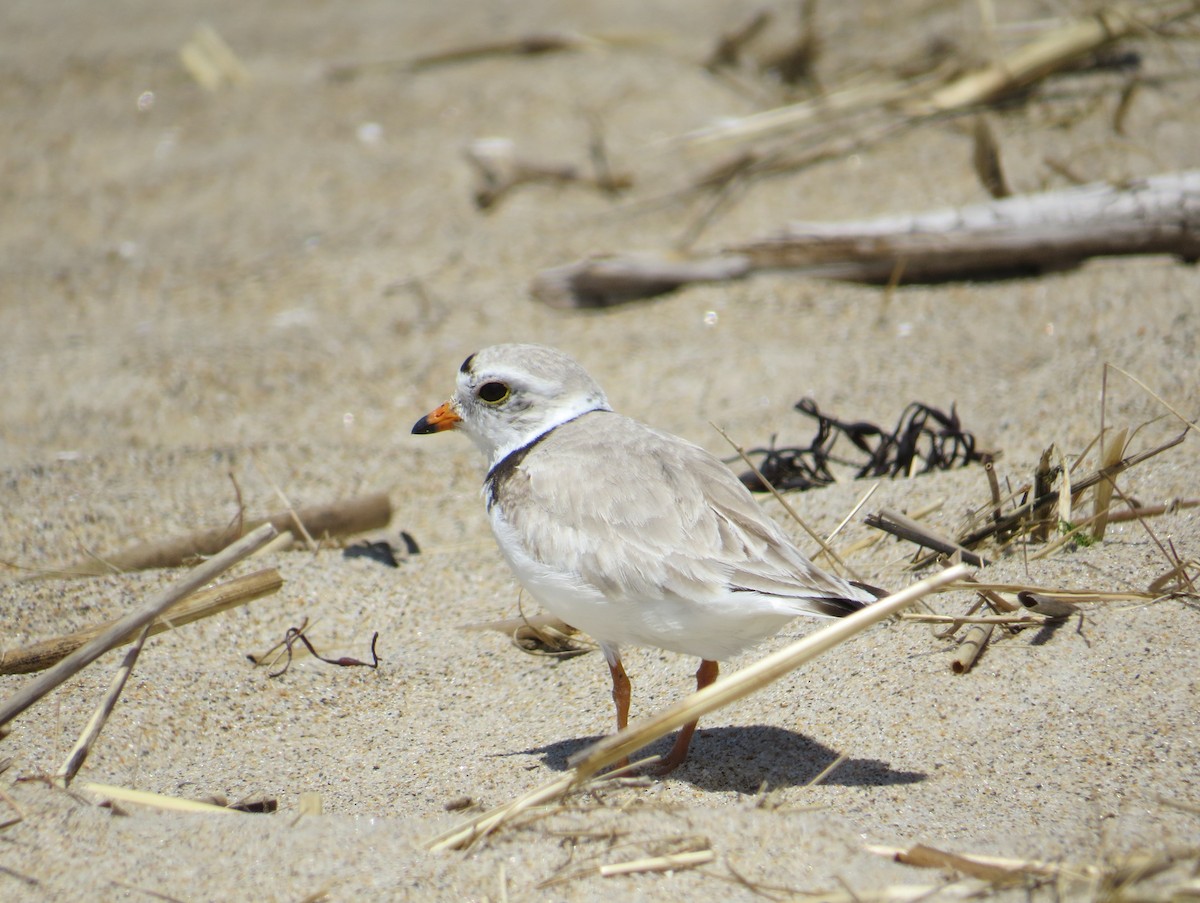 Piping Plover - ML30203251