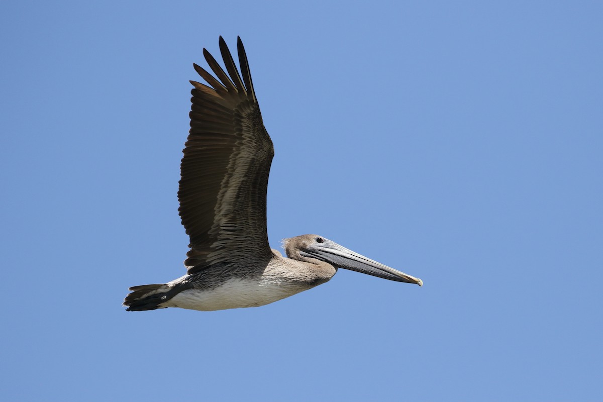 pelikán hnědý - ML302041491