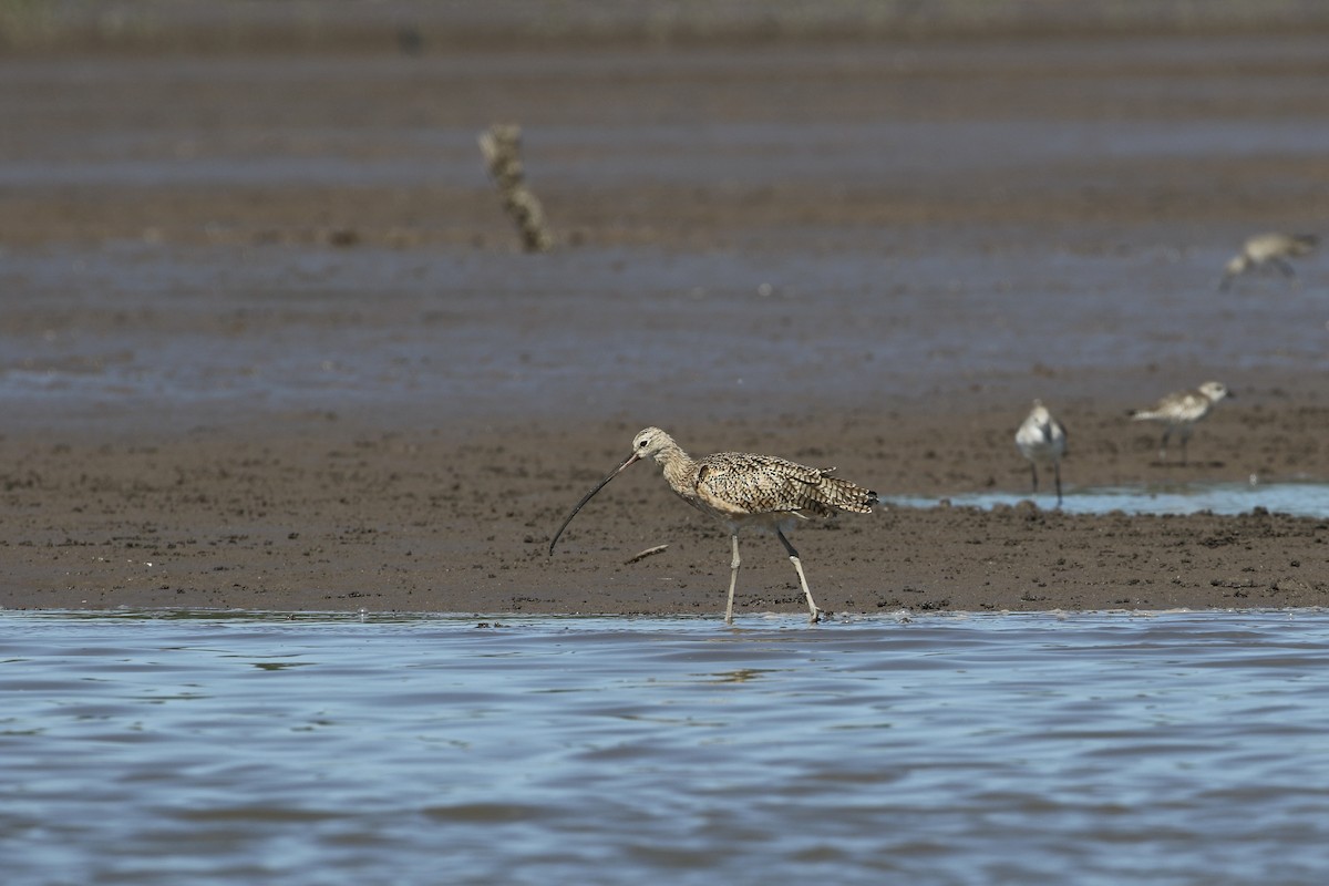 Long-billed Curlew - ML302041931