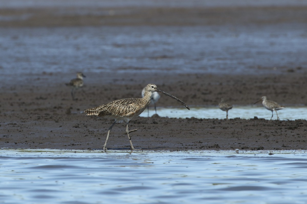 Long-billed Curlew - ML302042661