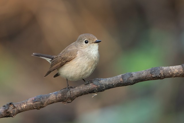 Taiga flycatcher deals