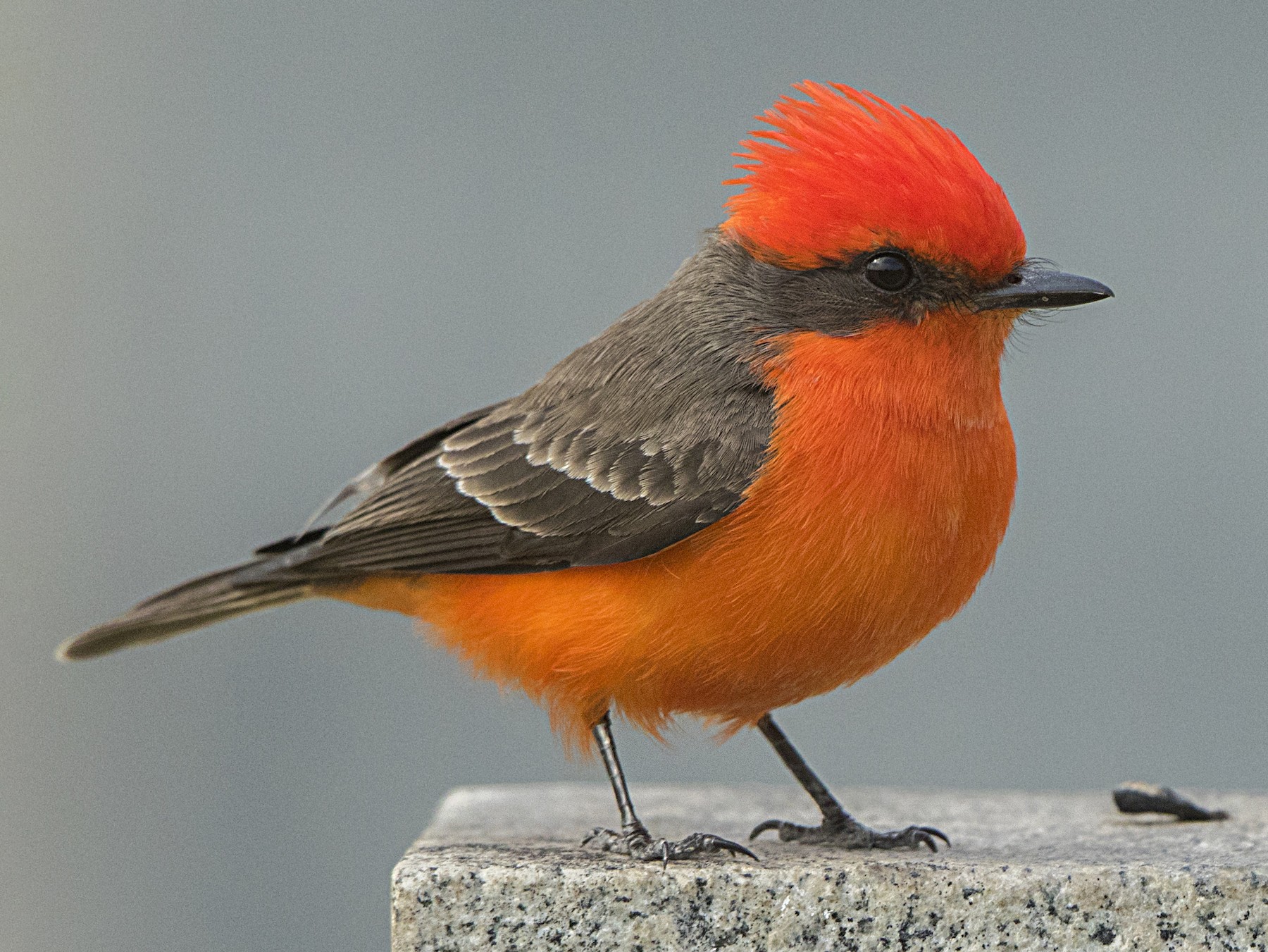 Vermilion Flycatcher - Bradley Hacker 🦜