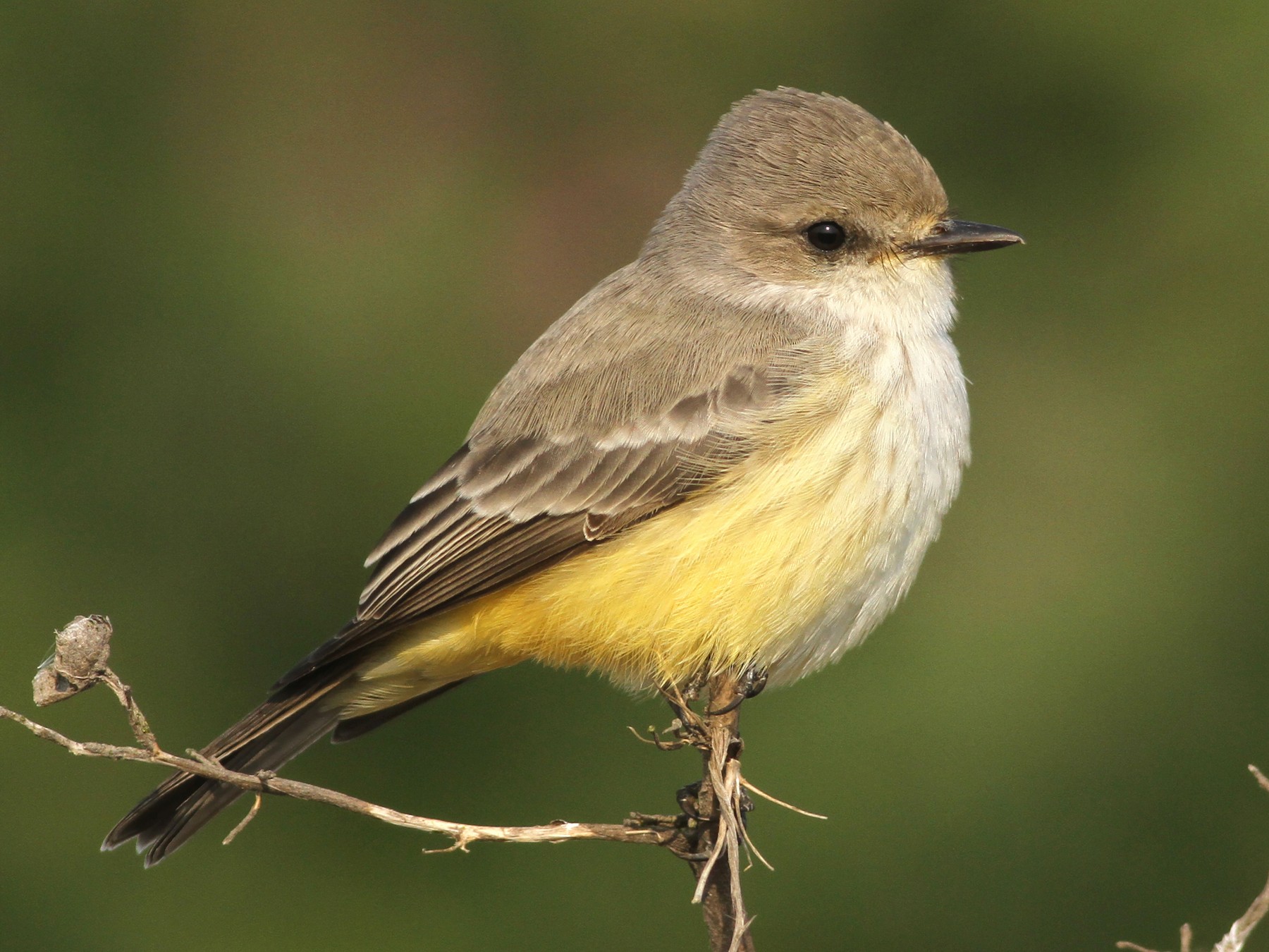 Vermilion Flycatcher - Evan Lipton