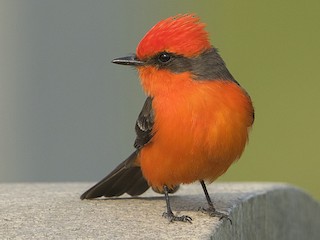 Vermilion Flycatcher - eBird