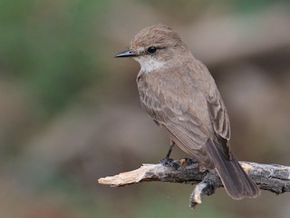 นกเพศเมียเต็มวัย - John Kuenzli - ML302049381