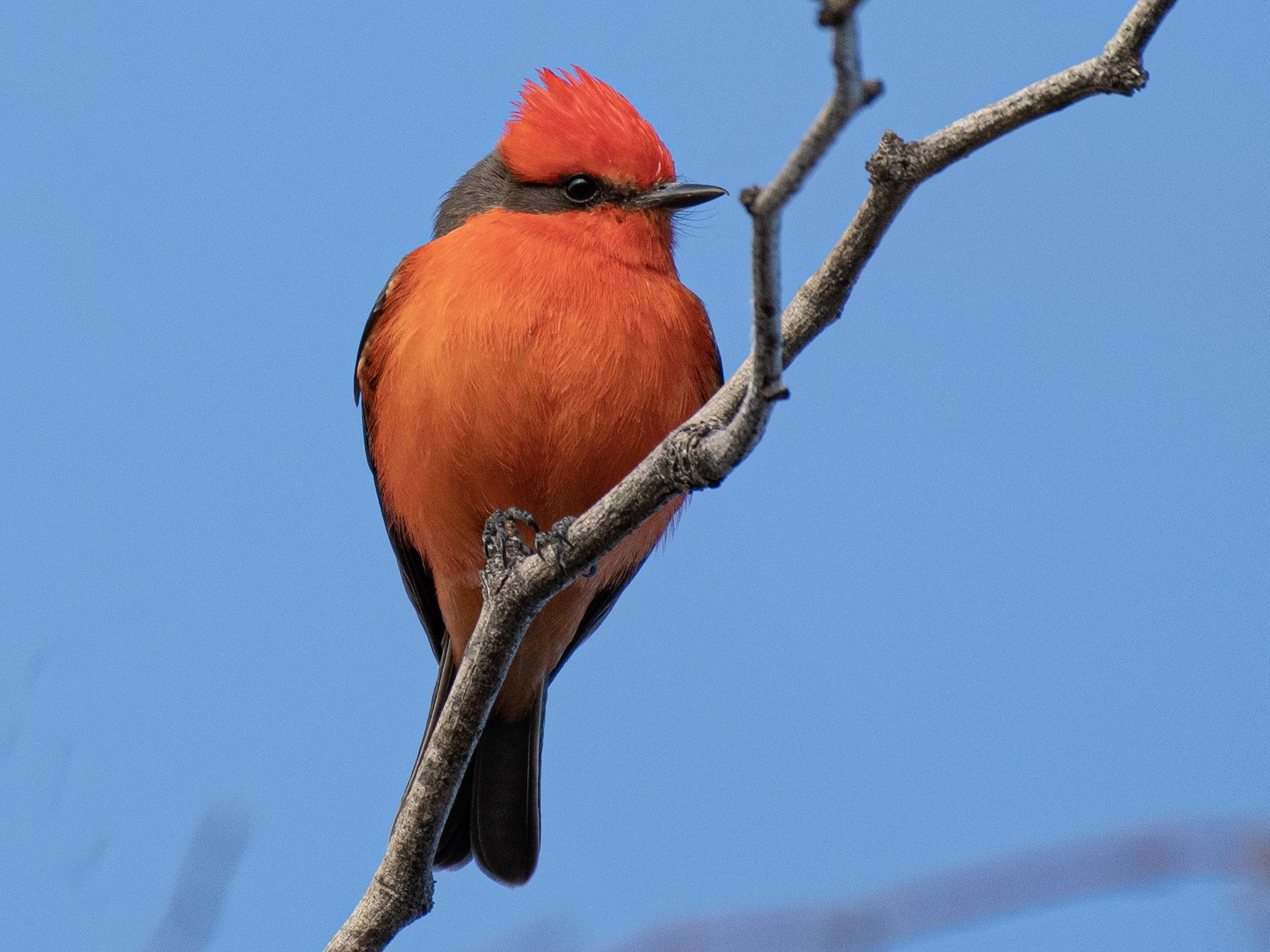 Vermilion Flycatcher eBird