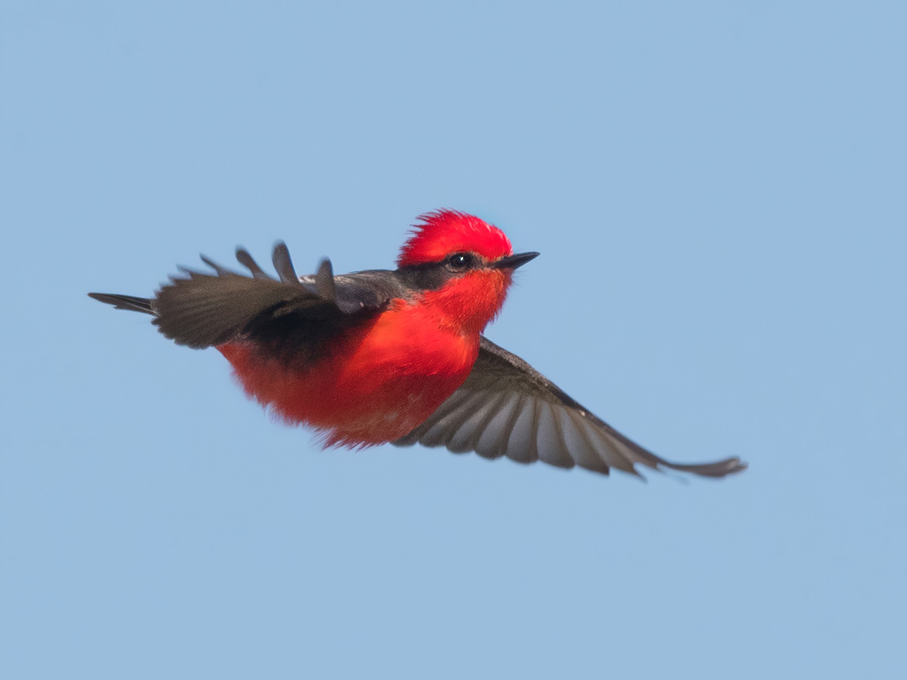 Vermilion Flycatcher - Pablo Re