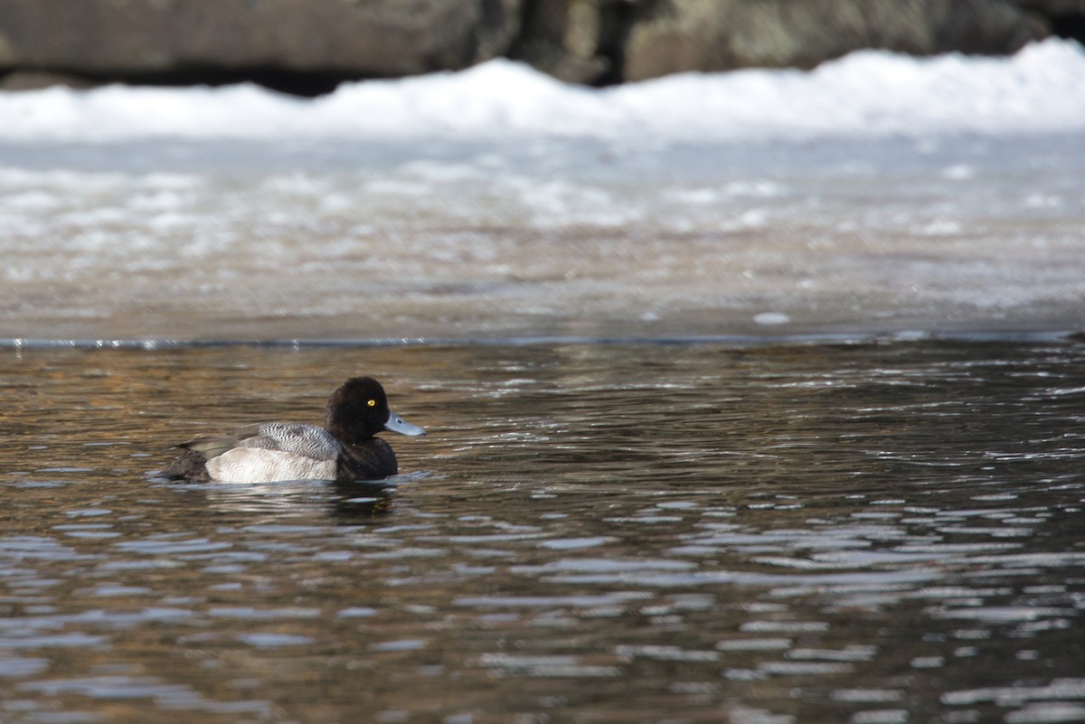 Lesser Scaup - Earle  Hickey