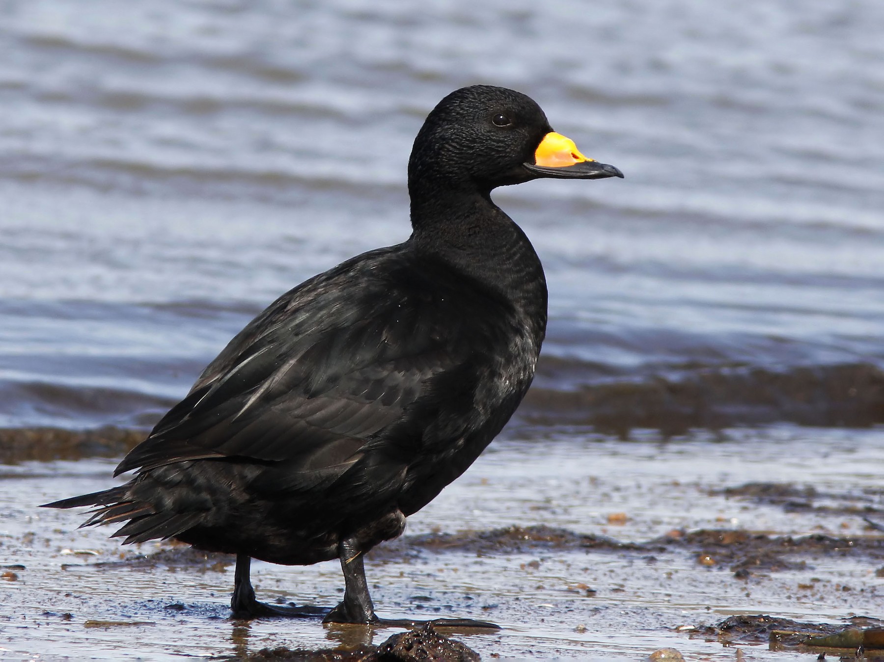 Black Scoter - Patrick Laporte