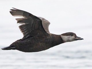  - Black Scoter
