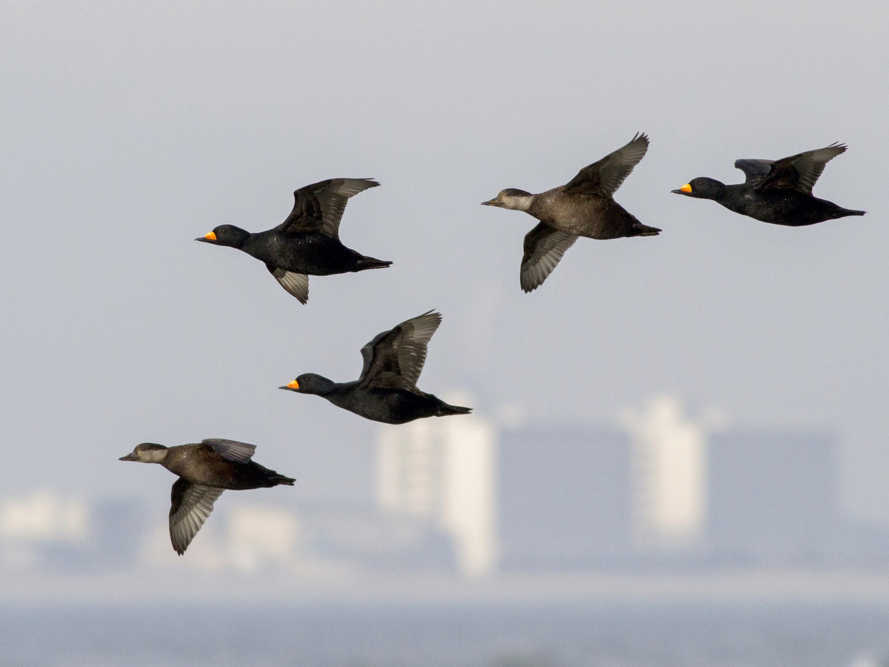 Black Scoter Ebird