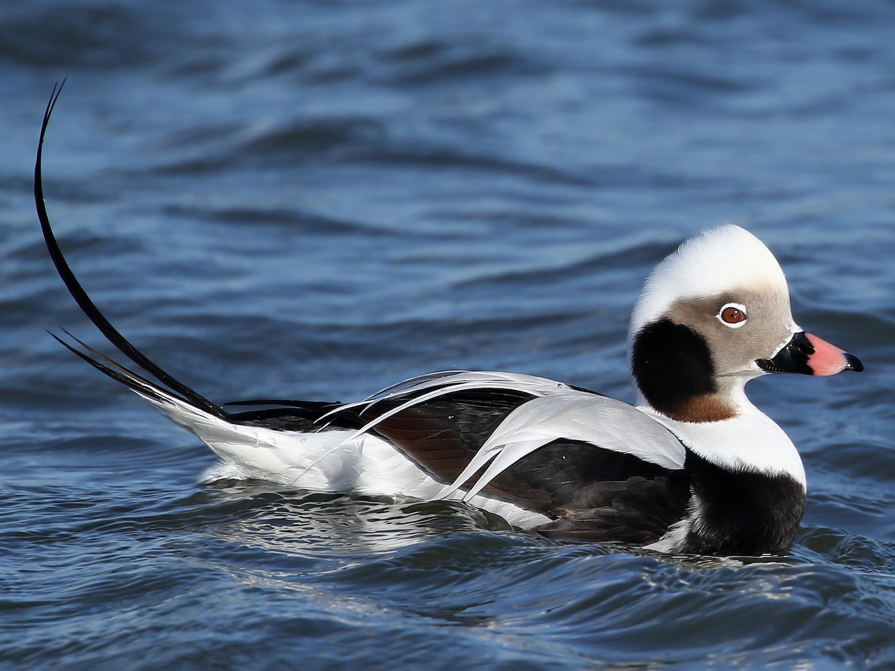 Long-tailed Duck - Kojo Baidoo