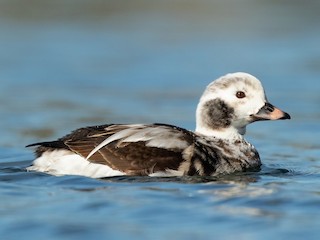  - Long-tailed Duck