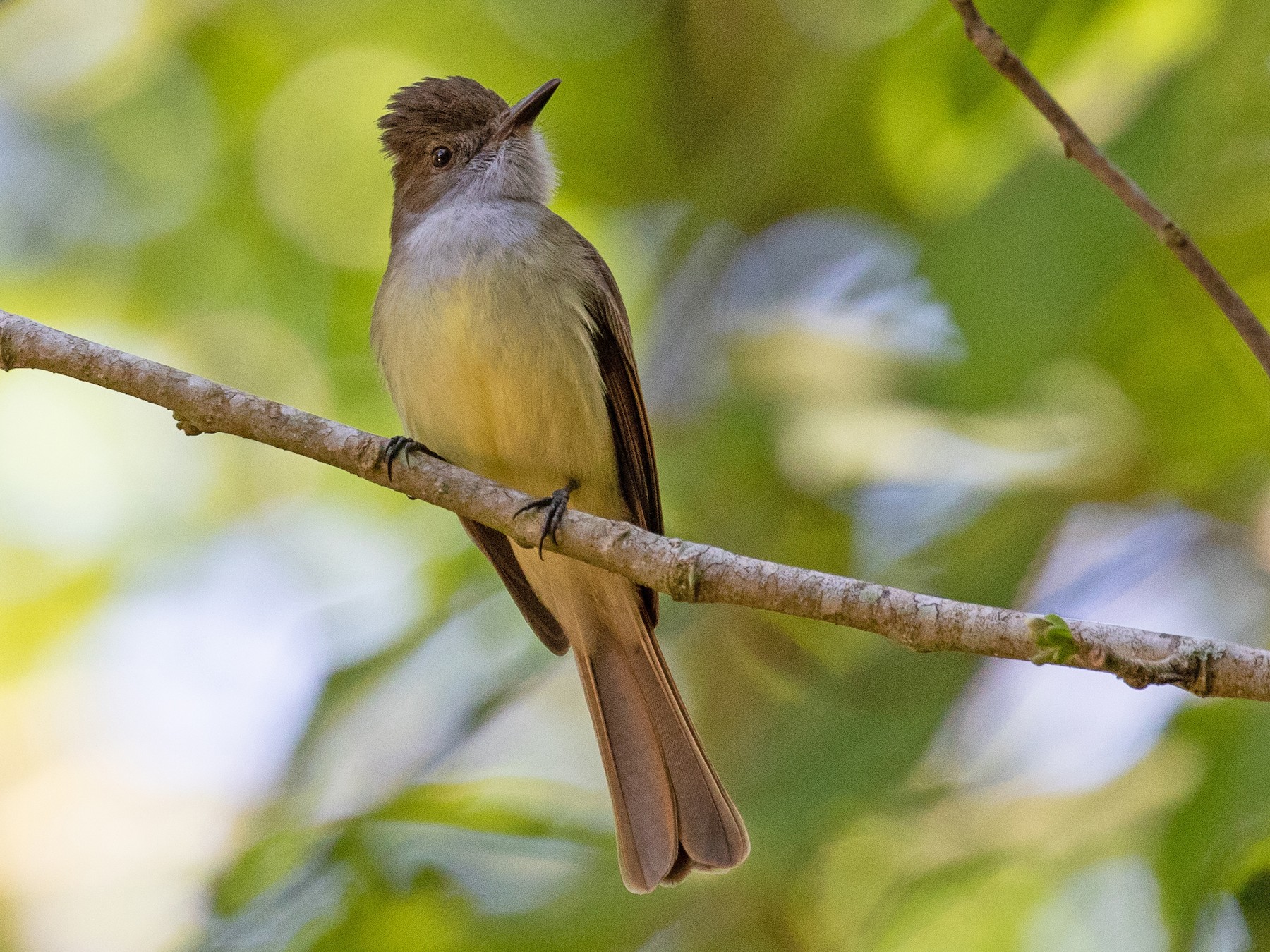 Dusky-capped Flycatcher - Blair Dudeck