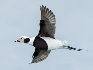  - Long-tailed Duck
