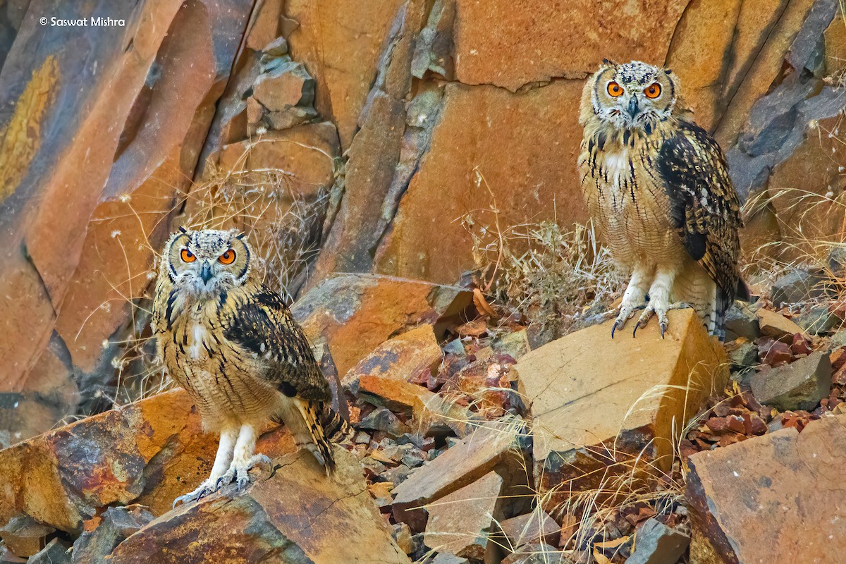 Rock Eagle-Owl - ML302052911