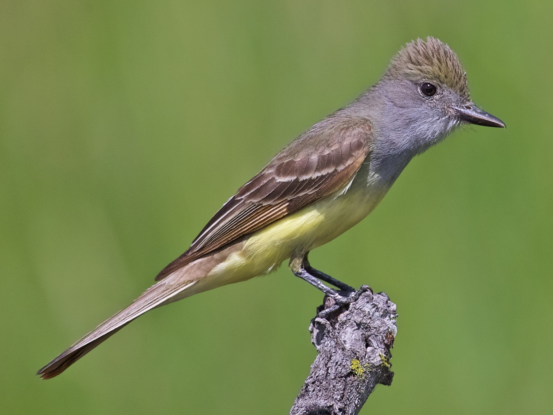 Great Crested Flycatcher - Jack & Holly Bartholmai