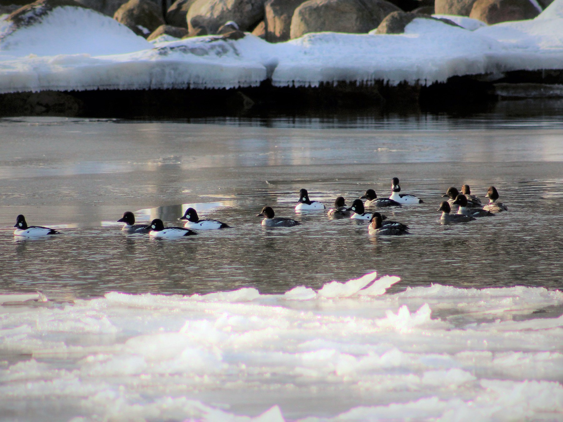 Common Goldeneye - eBird