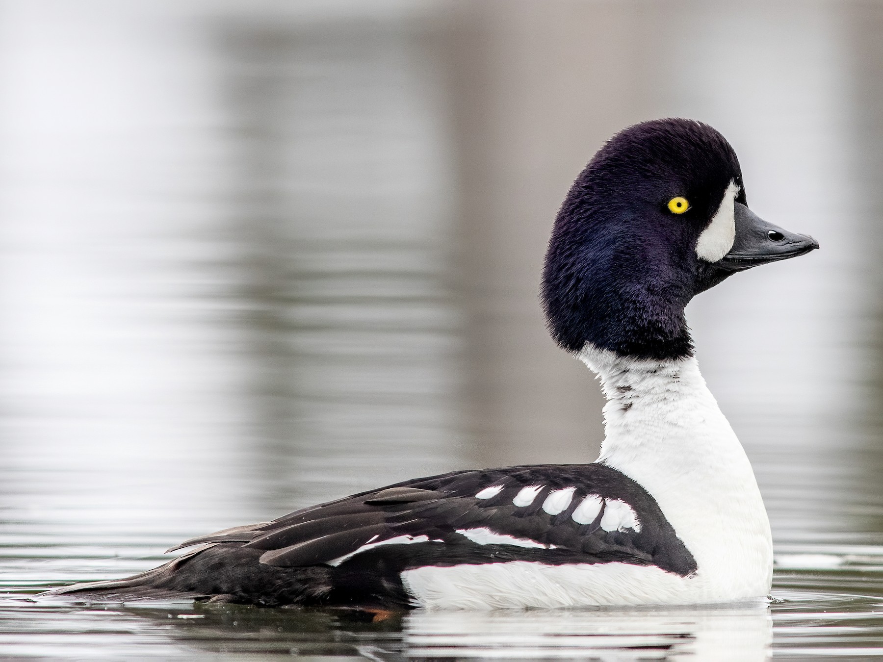 Barrow's Goldeneye - Blair Dudeck