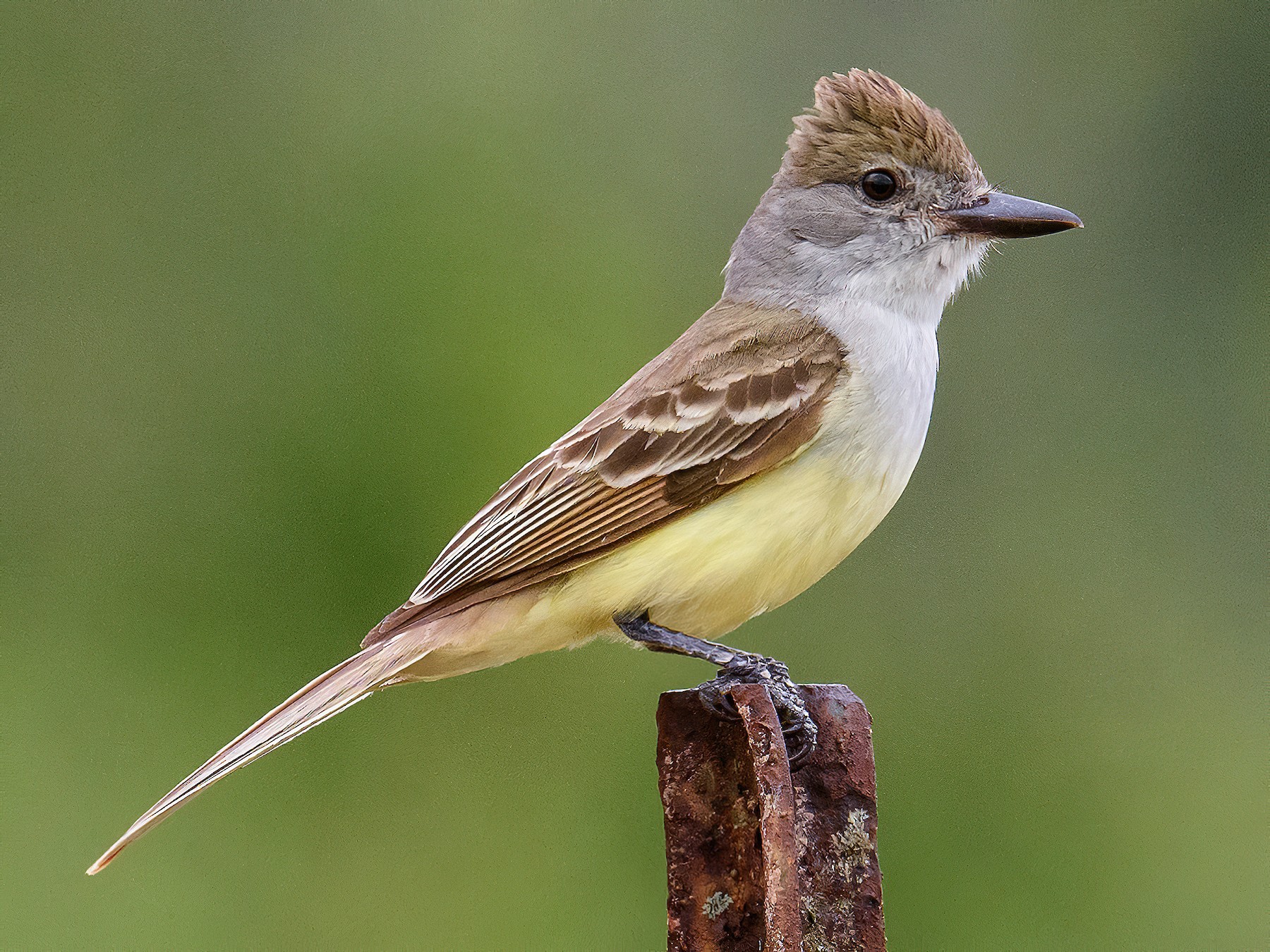 Bird flycatcher clearance