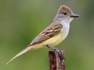  - Brown-crested Flycatcher