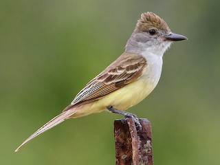Brown crested Flycatcher eBird