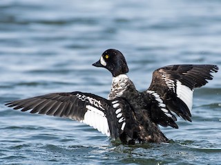  - Barrow's Goldeneye