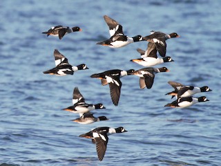  - Barrow's Goldeneye