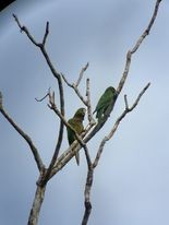 Olive-throated Parakeet - ML302062381