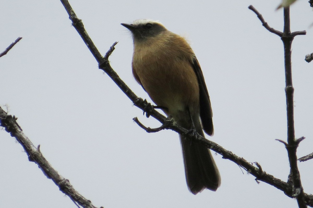 Brown-backed Chat-Tyrant - Marti Horman