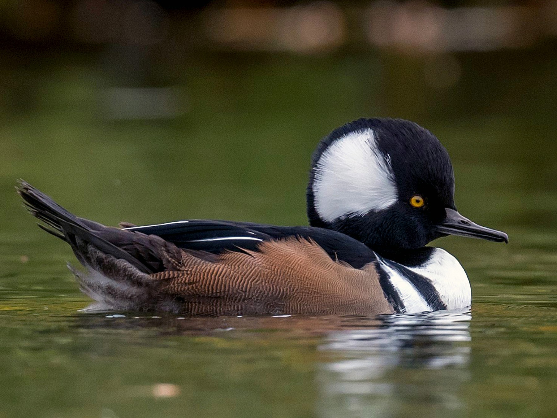 Hooded Merganser - Allan  Bigras