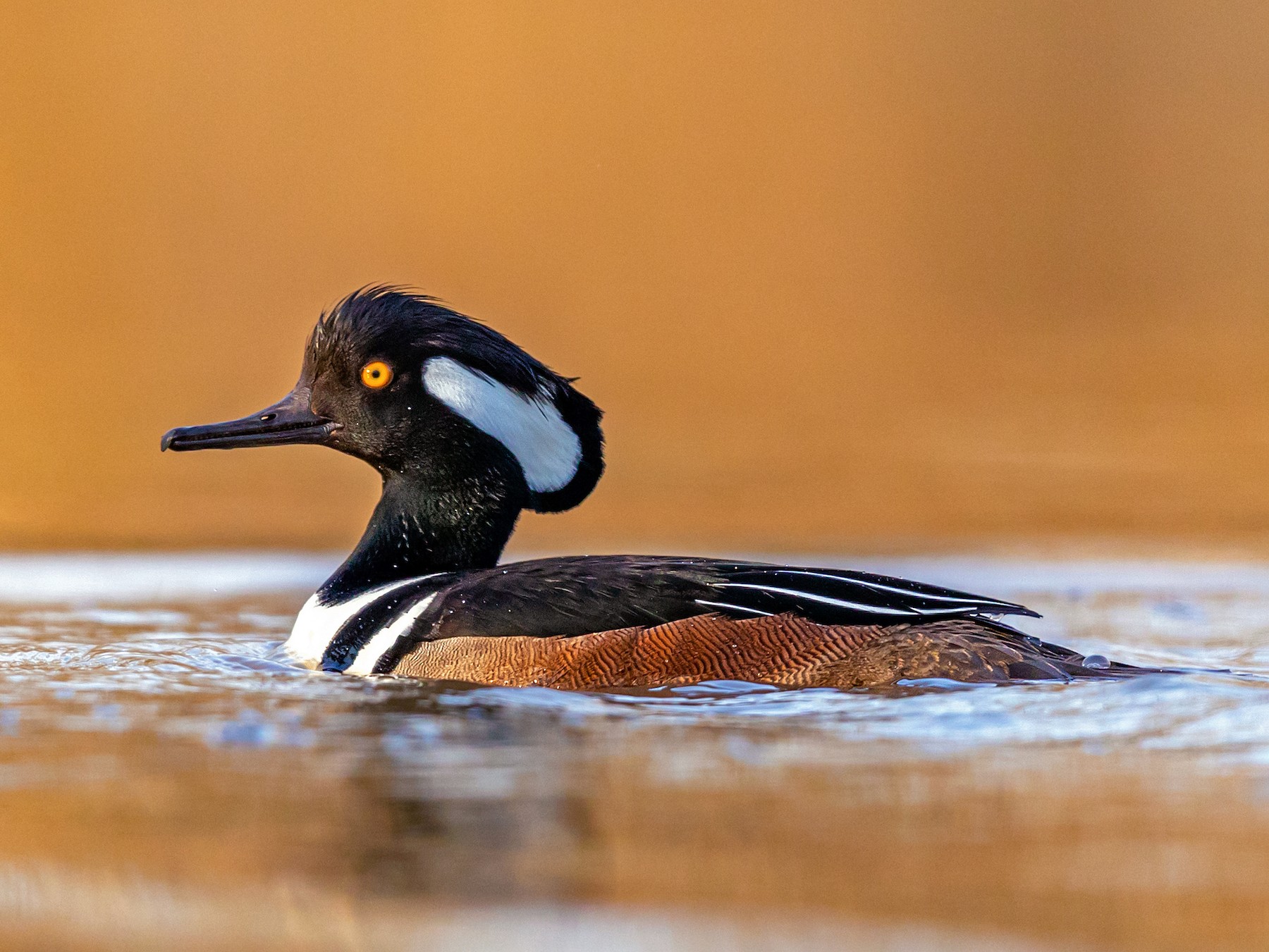 Hooded Merganser - Brad Imhoff