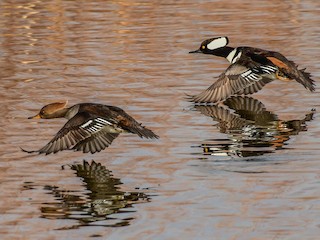 Adult male and female - Libby Burtner - ML302072071