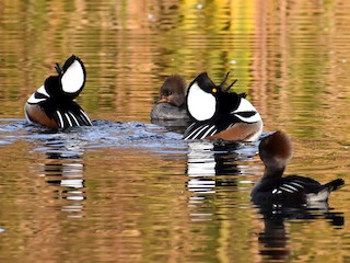 Adult male and female - Marina Roell - ML302072391