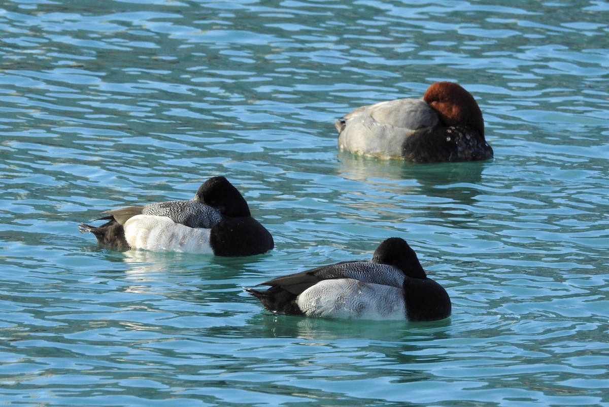 Lesser Scaup - Terry Walsh