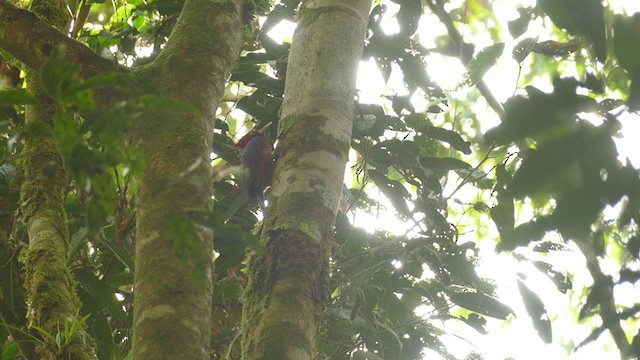 Red-necked Woodpecker - ML302074191