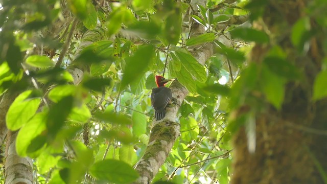 Red-necked Woodpecker - ML302074351