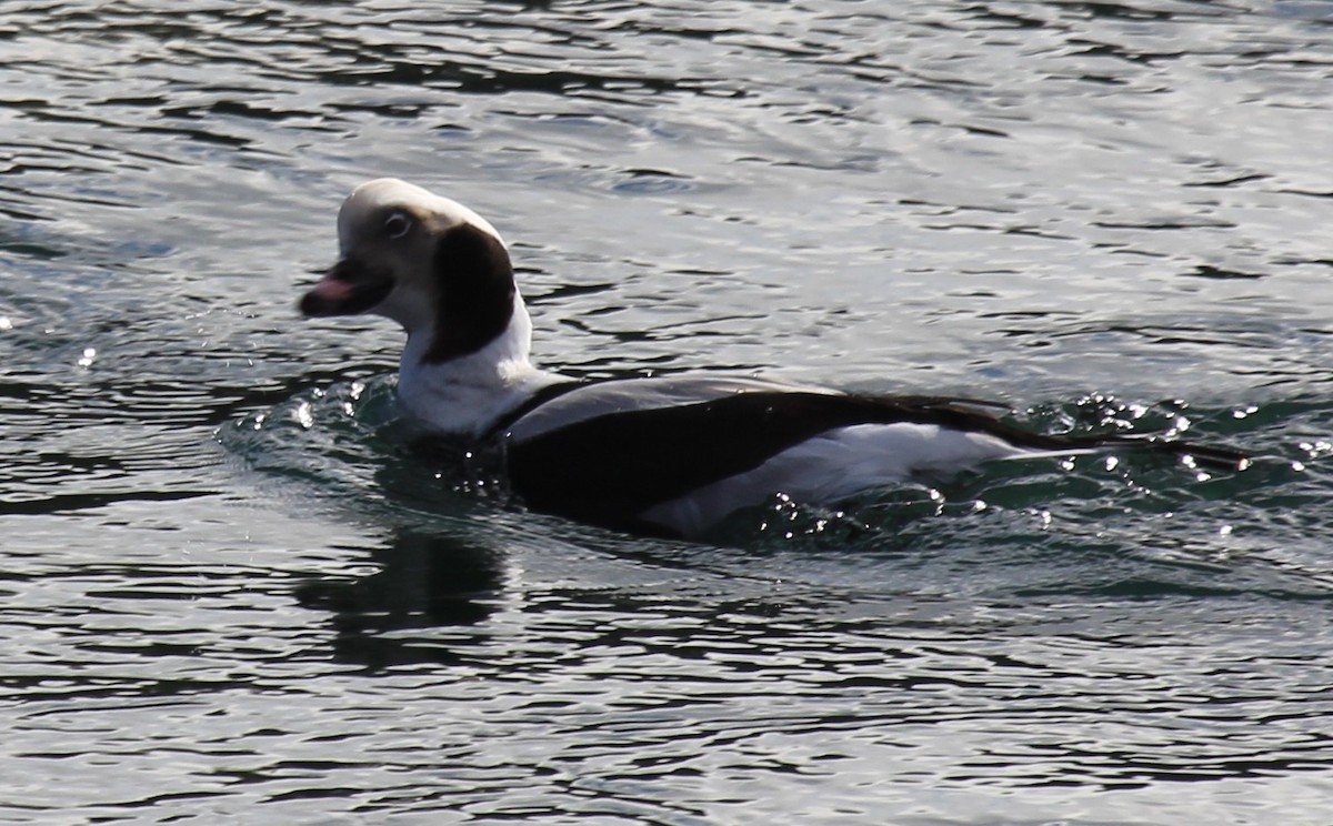 Long-tailed Duck - ML302076751
